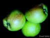 Apple.jpg (32675 bytes)