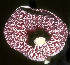 AristolochiaFlrFace240.jpg (27801 bytes)