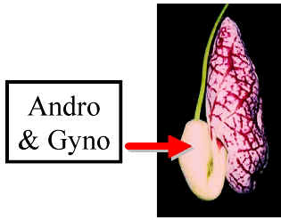 AristolochiaSideView180Lab.jpg (34375 bytes)