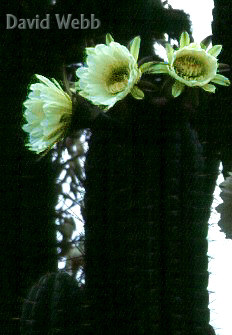 CactusTallFlrs.jpg (28344 bytes)