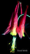 Columbine.jpg (33982 bytes)