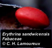 ErythrinaSandSeed.jpg (21575 bytes)