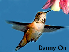 HummingbirdColumbine240.jpg (23131 bytes)