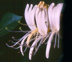 LoniceraFlrs240.jpg (15637 bytes)