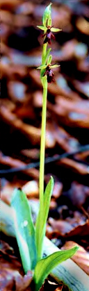 OphrysInsectivoraOver.jpg (42793 bytes)