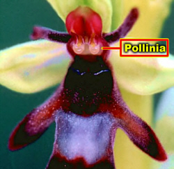 OphrysInsectivoraVCloseLab250.jpg (41054 bytes)