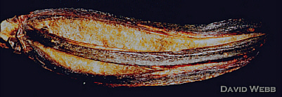 OrchidCapsuleEntireDehis400.jpg (60620 bytes)