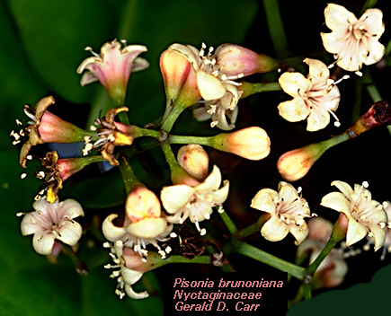 PisoniaBrunonianaInflor.jpg (129162 bytes)