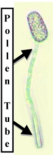 PollenTube1Lab.jpg (21144 bytes)