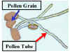 PollenTube2Lab.jpg (42544 bytes)