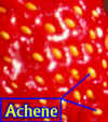 StrawberryFruAchLab.jpg (49486 bytes)