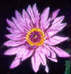 WaterLilyPurple.jpg (48565 bytes)