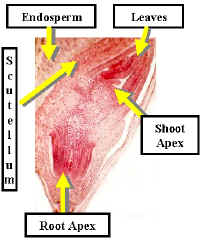 WheatEmb240Lab.jpg (97781 bytes)