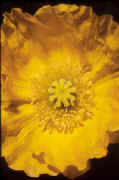 YellowPoppy.jpg (42980 bytes)