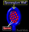 HomoSpangiumLab260.jpg (29118 bytes)