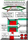 SporophyteGametophyte.gif (26252 bytes)