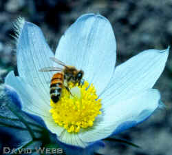 AnemoneBee.jpg (87995 bytes)