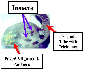 AristolochiaInsideAndroLab.jpg (66401 bytes)