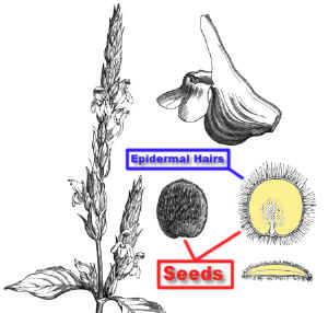 BlepharisDrawLab.jpg (75232 bytes)