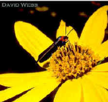 BugPolnComposite.jpg (64127 bytes)