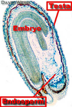 CapsMatureEmbEndoTstaLab300.jpg (142204 bytes)