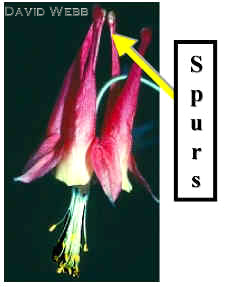 Columbine240Lab.jpg (8771 bytes)