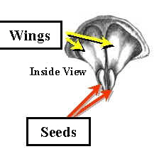ConeScaleDiagLab.jpg (84870 bytes)