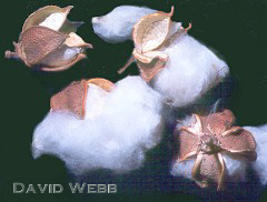 CottonCapsuleSplit.jpg (13927 bytes)