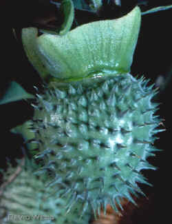 DaturaFruitWhole500.jpg (198629 bytes)