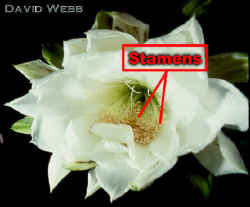 LargeCactusFlrWhiteLab.jpg (64081 bytes)