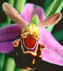 Ophrysapifera Hudson var friburgensis.jpg (79966 bytes)