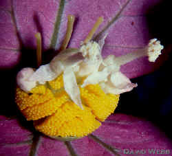 OsmoFlrOviewCrop.jpg (169459 bytes)