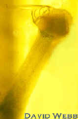 PlumbColeter240.jpg (12115 bytes)