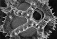 PollenSEMGreat.jpg (41277 bytes)