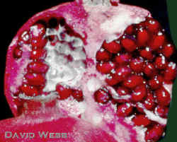 PomegraniteSeedsClose.jpg (126128 bytes)