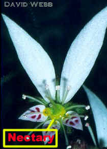 SaxafragaFlr-240Lab.jpg (47176 bytes)