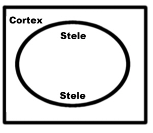 SteleTemplateExam.jpg (17125 bytes)