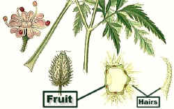 ToriliaAnthriscusPaintLab.jpg (80651 bytes)