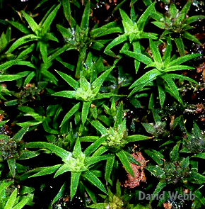 BryPolytAtheridCrop.jpg (132709 bytes)