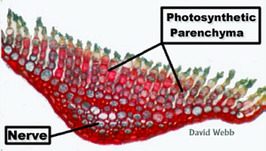 BryPolytLeafX-SLab300.jpg (45900 bytes)