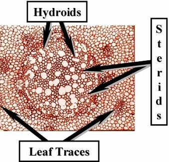 BryPolytcen240Lab.jpg (102255 bytes)