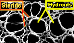 BrySterSEMLab.jpg (39735 bytes)