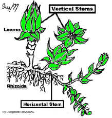 BryoBIODMaleFMaleGametophoresCropColrLab250.jpg (56364 bytes)