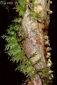 BryoComplexMossHab-2240.jpg (12048 bytes)