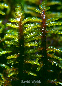 BryoComplezMoss200.jpg (67467 bytes)