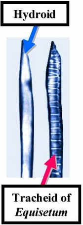 BryoHydvslptColrLab.jpg (42503 bytes)