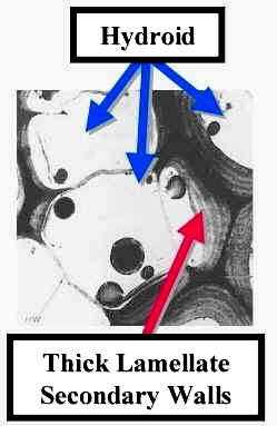 BryoHydyemLab.jpg (36079 bytes)