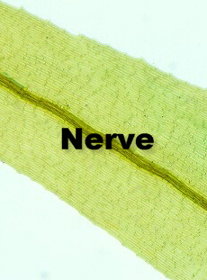 BryoLeafBryalesLabCrop.jpg (53830 bytes)