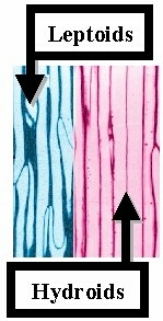 BryoLepHygColrL-SLab.jpg (37704 bytes)