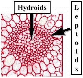 BryoLephx-s240LB.jpg (94508 bytes)